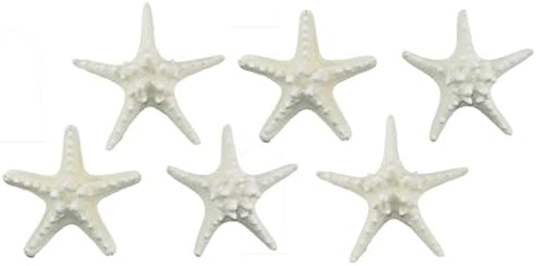ABD Kabuğu, Çeşitli Beyaz Zırhlı Denizyıldızı, 6'lı Paket