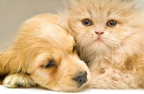 köpekler için Evcil Hayvan Eklem Desteği - Evcil Hayvanlar için Kalça ve Eklem Sağlığı-Köpekler ve Kediler-Premium-İkramlar -