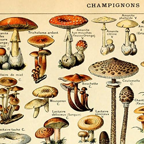 Meıshe Sanat Vintage Poster Baskı Mantar Champignons Tanımlama Referans Grafik Diyagram Illüstrasyon Botanik Eğitim Duvar Dekor