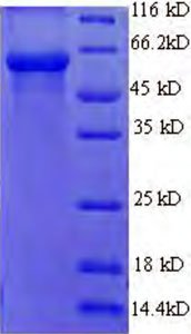 Rekombinant İnsan Keratini, tip I kütiküler Ha8 (KRT38) (Rekombinant Protein)