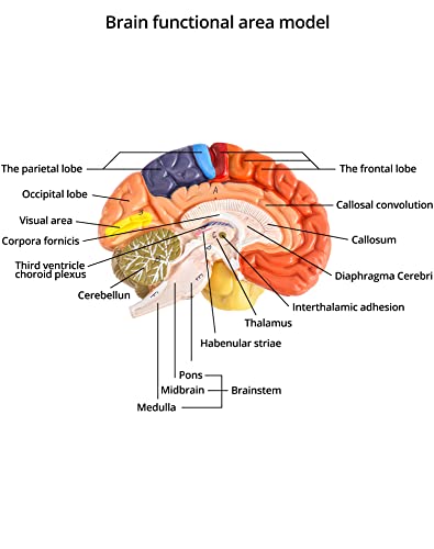QWORK Yaşam Boyutu İnsan Beyin Anatomik Modeli, Renk Kodlu Bölümlenmiş Beyin, 2 Parça, Anatomik Olarak Doğru Beyin Modeli için