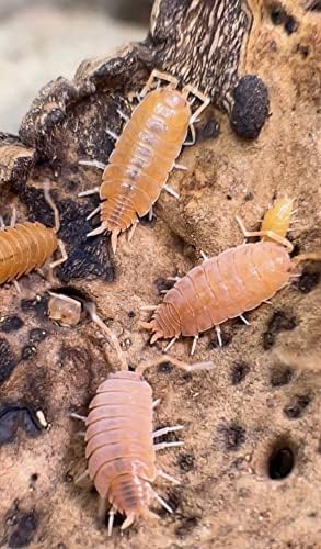 Toz Turuncu Canlı Isopods Porcellio Pruinosus Temizleme Ekibi Roly Poly Böcek Teraryum Sürüngen Evcil Hayvan Maması için